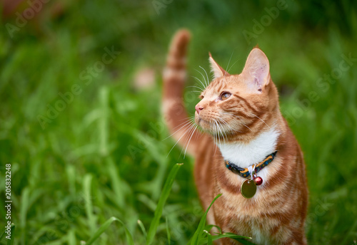 Photography Beautiful  young ginger red tabby cat looking at peace in a patch long green gra