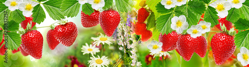 fresh berry summer garden