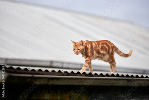Ginger red tabby cat walking along a corrugated tin roof
