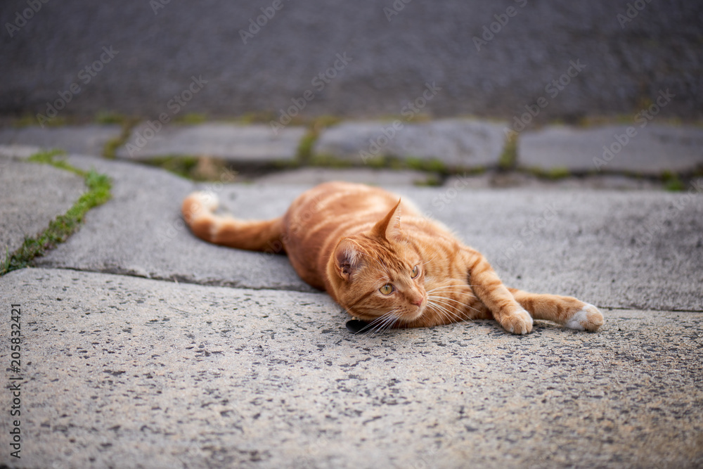 Hansom red ginger tabby cat laying down in a driveway
