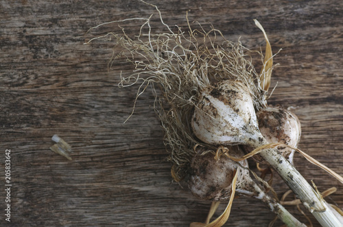 freshly picked garlic on a wooden table