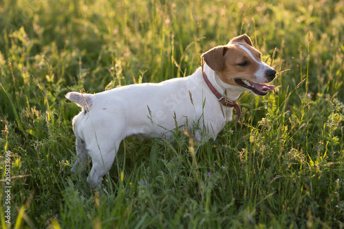 Dog Jack Russell Terrier playing on nature
