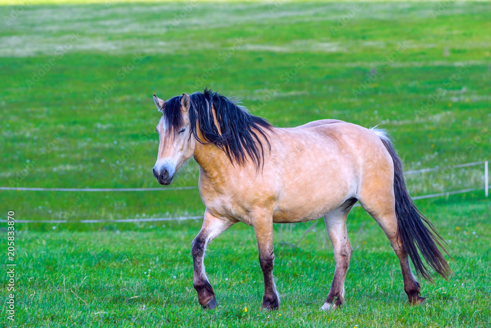 the horse runs through the meadow the horse runs through the meadow