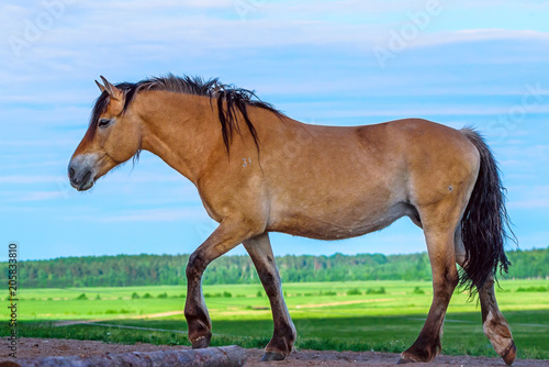 portrait of a horse against the sky