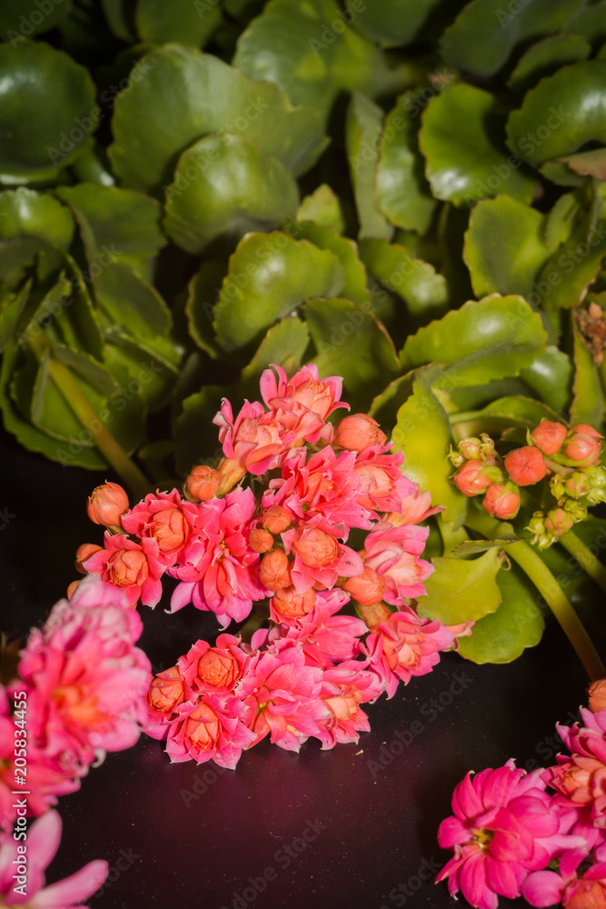 Succulent kalanchoe bloom