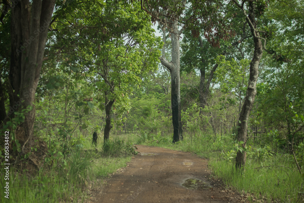 Fototapeta premium Path through a forest