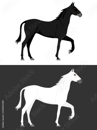 Fototapeta Naklejka Na Ścianę i Meble -  Horse, black and white horse. Two horses.