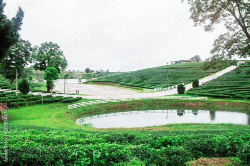 Tea plantation and pond on hill.
