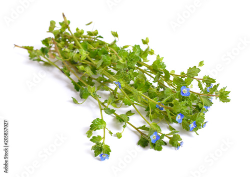 Veronica filiformis. It is known by many common names, including slender speedwell, creeping speedwell, threadstalk speedwell and Whetzel weed. Isolated photo