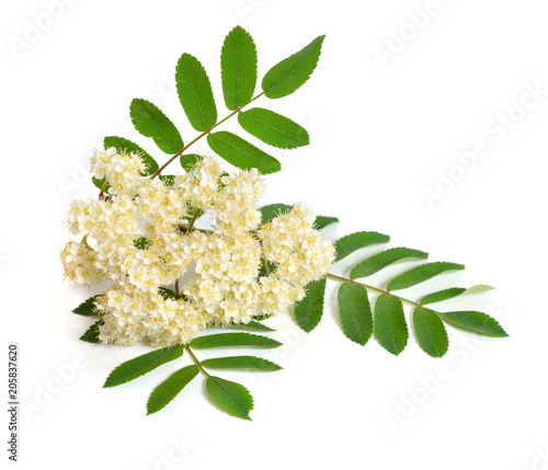 Sorbus aucuparia flowers isolated on white background
