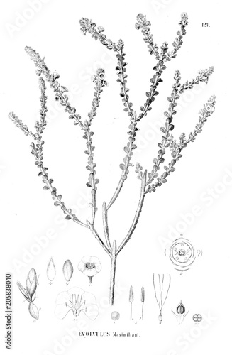 Illustration of plant photo