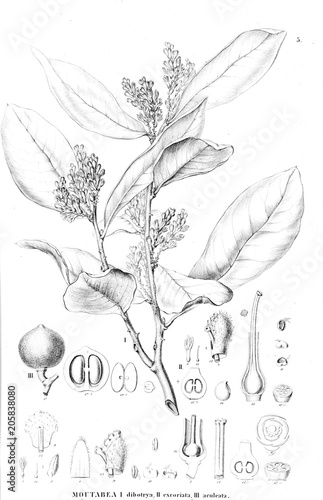 Illustration of plant photo