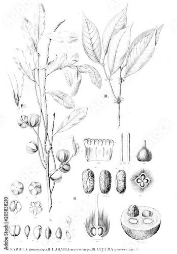 Illustration of plant photo