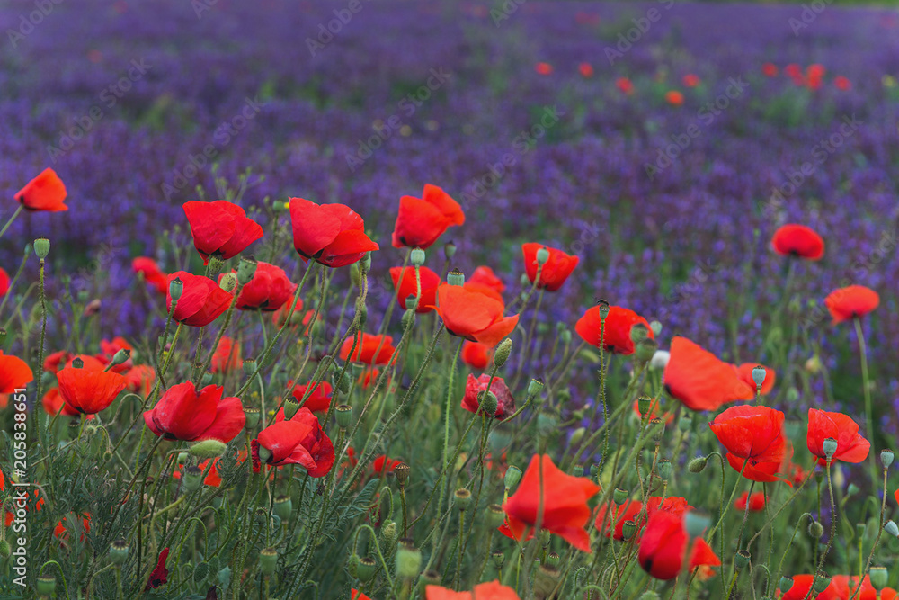 Red poppies on a violet background from salvia