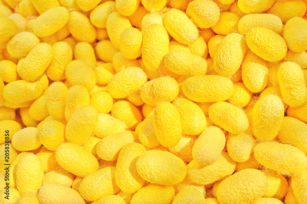 cocoon yellow details the nature of the cocoon shell. cocoon yellow details the nature of the cocoon shell.