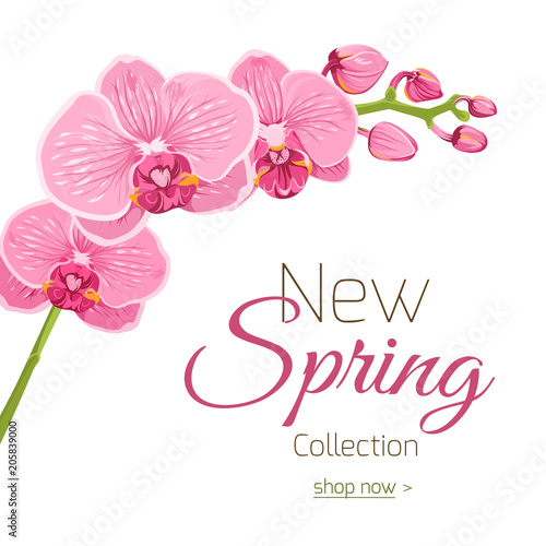 Fototapeta Naklejka Na Ścianę i Meble -  Pink purple orchid phalaenopsis flower spring