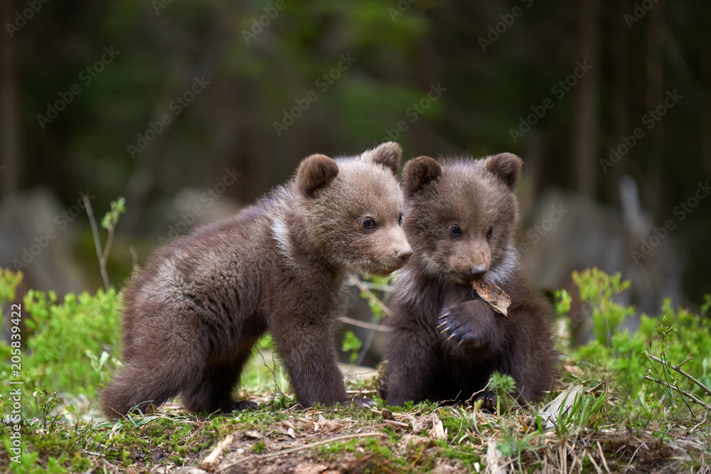 Fototapeta Dziki brown niedźwiadkowego lisiątka zbliżenie