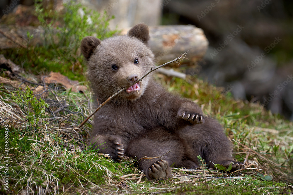 Fototapeta premium Wild brown bear cub closeup