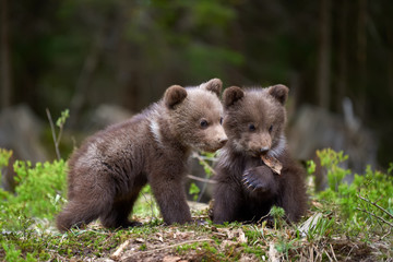 Wild brown bear cub closeup