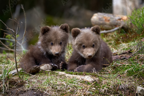 Wild brown bear cub closeup