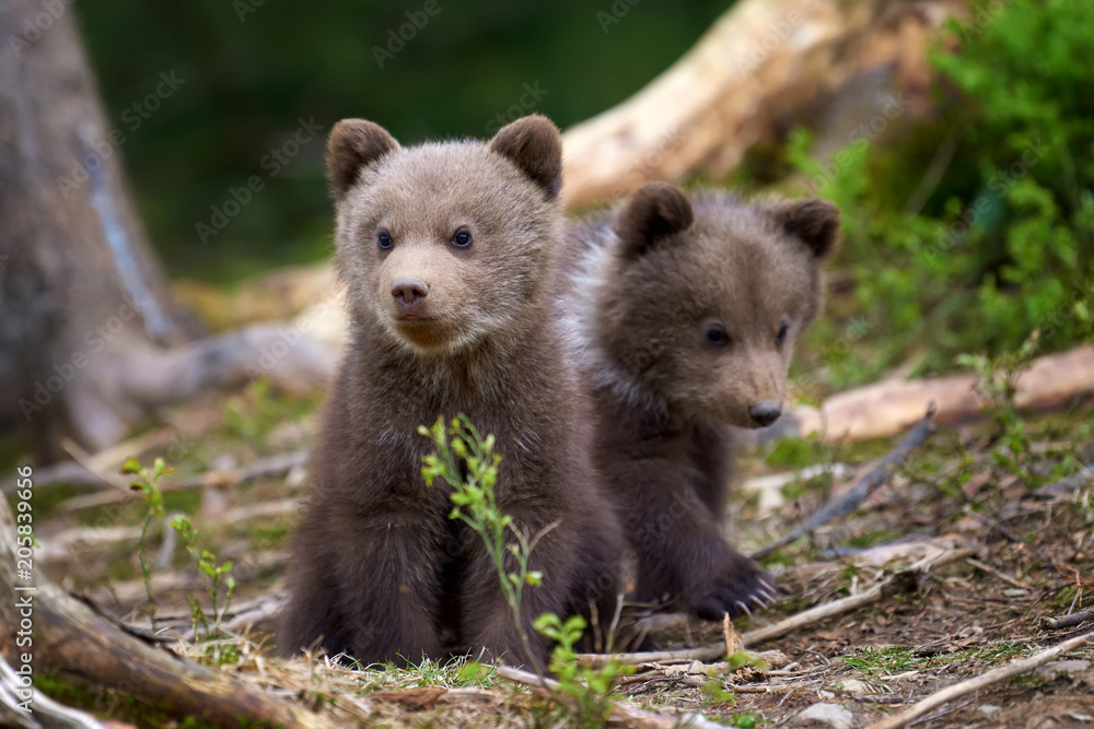 Naklejka premium Wild brown bear cub closeup