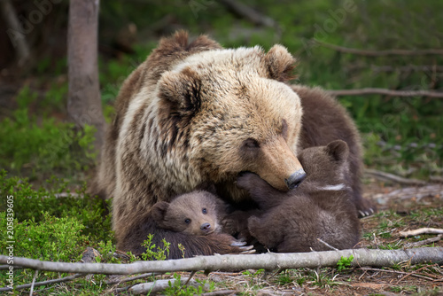Brown bear with cub in forest