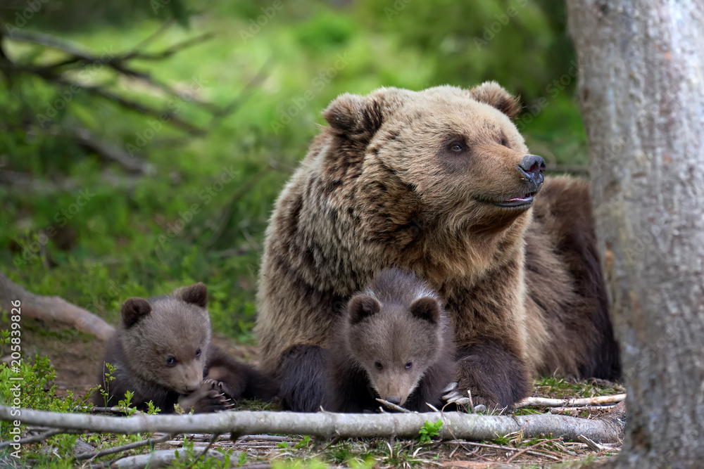 Naklejka premium Brown bear with cub in forest