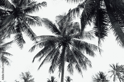 Coconut palm trees black and white