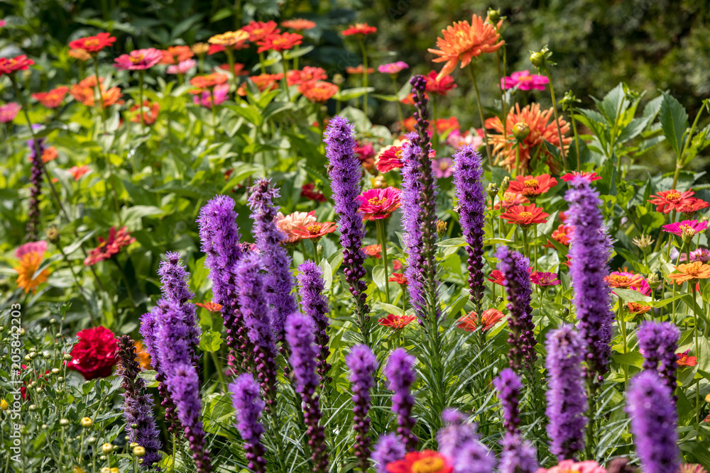 Liatris spicata flowers in the summer garden Liatris spicata flowers in the summer garden