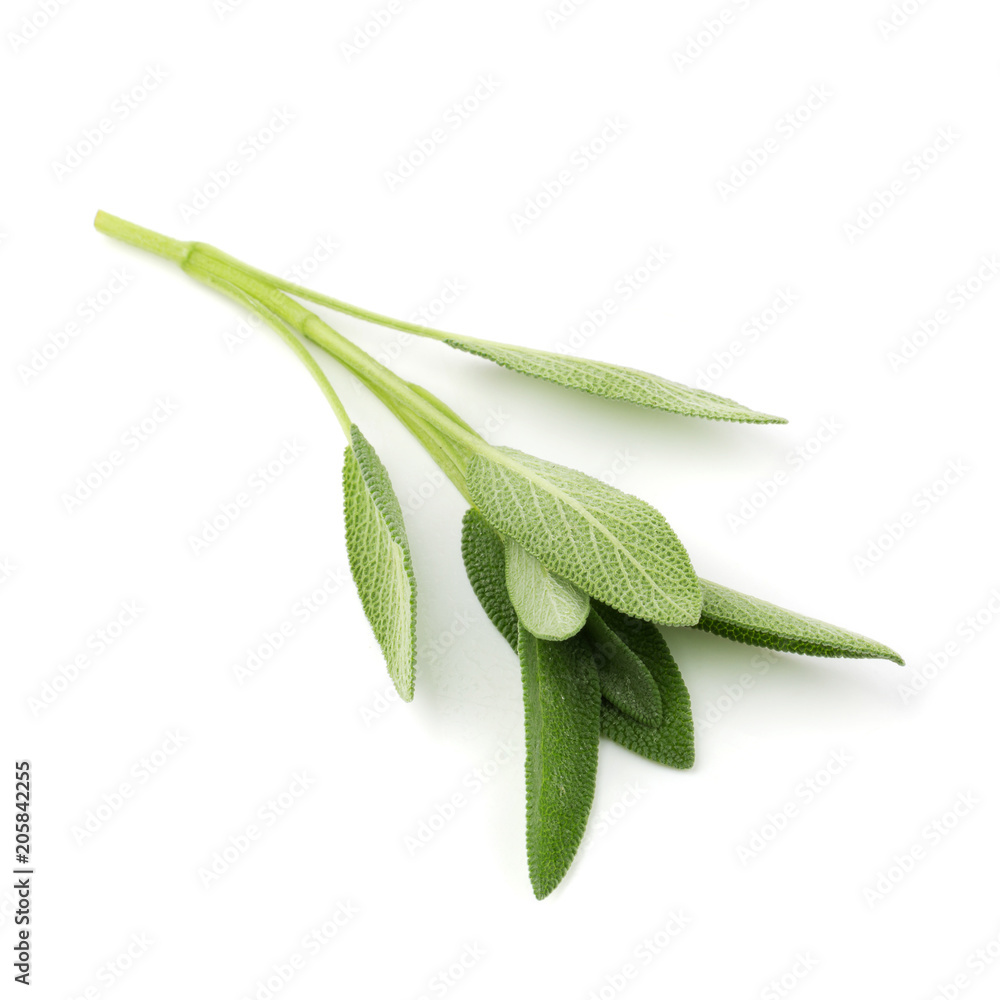 Sage plant isolated on a white background Sage plant isolated on a white background