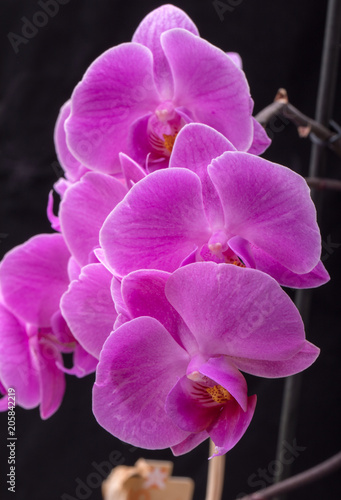 Pink orchid flower isolated on black background