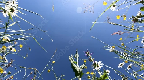 Blumenwiese von unten Richtung Himmel im Panorama, Schwenk, Naturerlebnis, Bayerrn, 4K photo