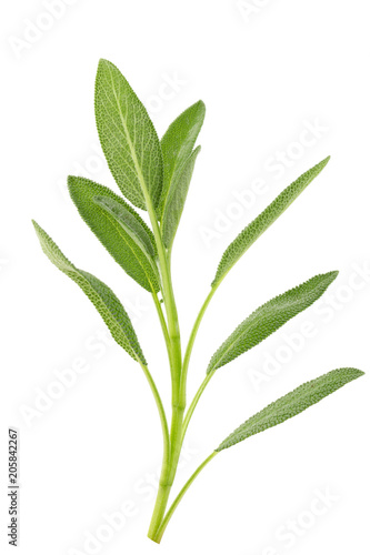 Sage plant isolated on a white background