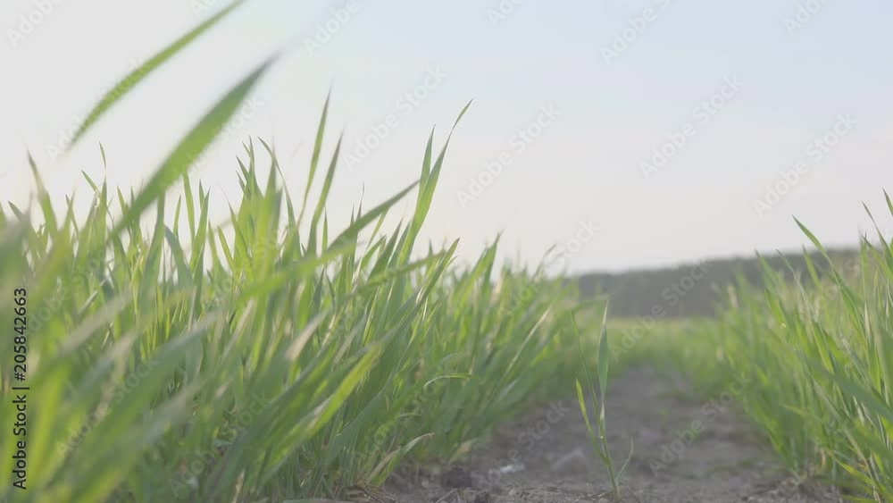 green field of young wheat. young wheat plants stedikam shooting. Background. green field of young wheat. young wheat plants stedikam shooting. Background.