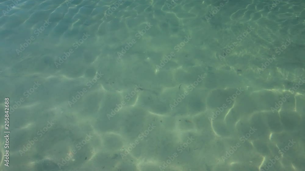 A birds eye view shot of dolphin swimming under the water. Camera tracks the movement of the dolphin in slow motion A birds eye view shot of dolphin swimming under the water. Camera tracks the movement of the dolphin in slow motion