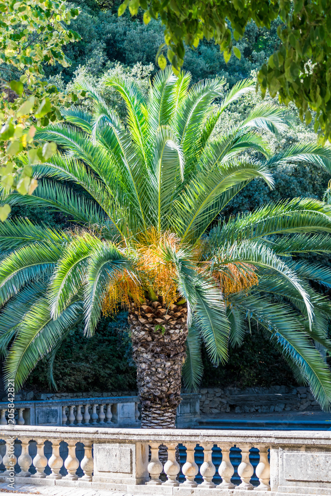 Fototapeta premium Palmiers.