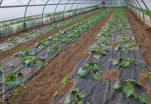 greenhouse photo