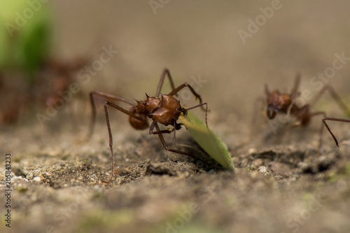 Worker leafcutter ant [Atta cephalotes] cutting a leaf of Arachis pintoi, an inedible peanut. Between her jaws she has a drop of liquid, the purpose of which is still under discussion among scientists © vaclav
