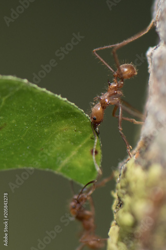 Worker leafcutter ant [Atta cephalotes] cutting a leaf of Arachis pintoi, an inedible peanut. Between her jaws she has a drop of liquid, the purpose of which is still under discussion among scientists © vaclav