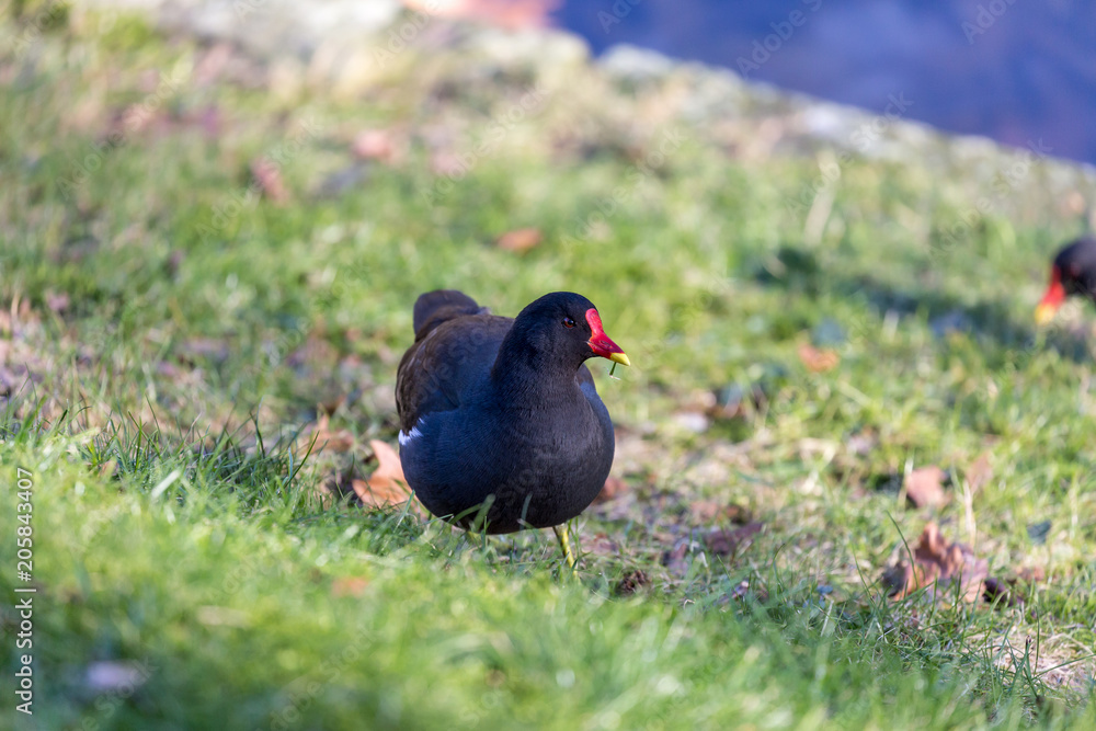 Bird Bird