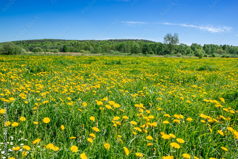 Yellow dandelion field and blue sky Yellow dandelion field and blue sky