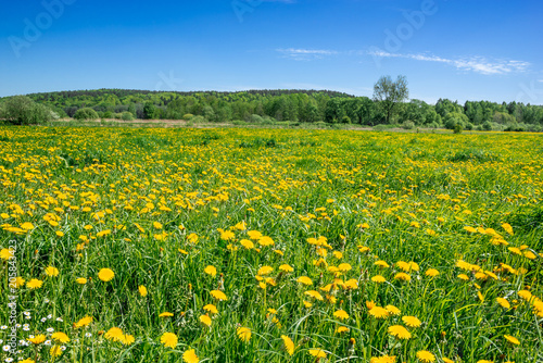 Yellow dandelion field and blue sky © alicja neumiler