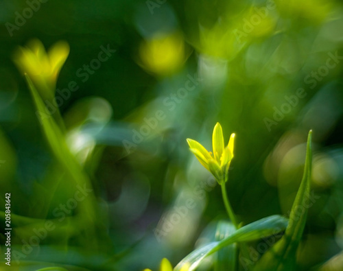Spring yellow flower on a blurred fantastic background