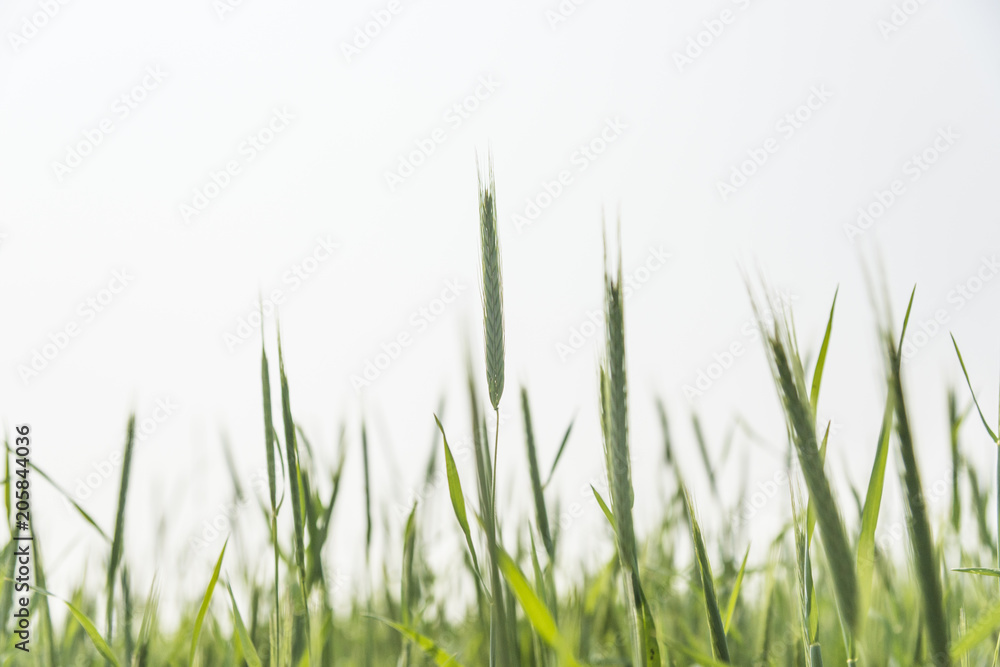 Green Rice Field with white sky background Green Rice Field with white sky background