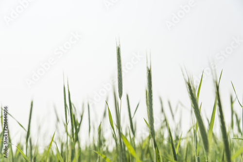 Green Rice Field with white sky background