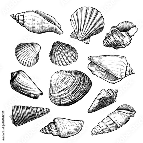 Set of different shapes of a seashells isolated on a white background. Hand drawn sketch. Vector illustration