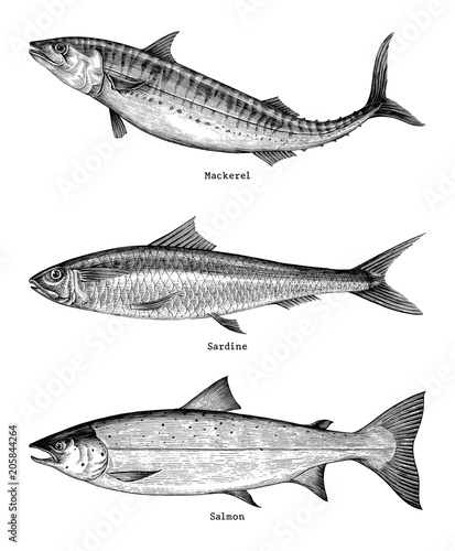Mackerel,Sardine,Salmon fishes hand drawing vintage engraving illustration