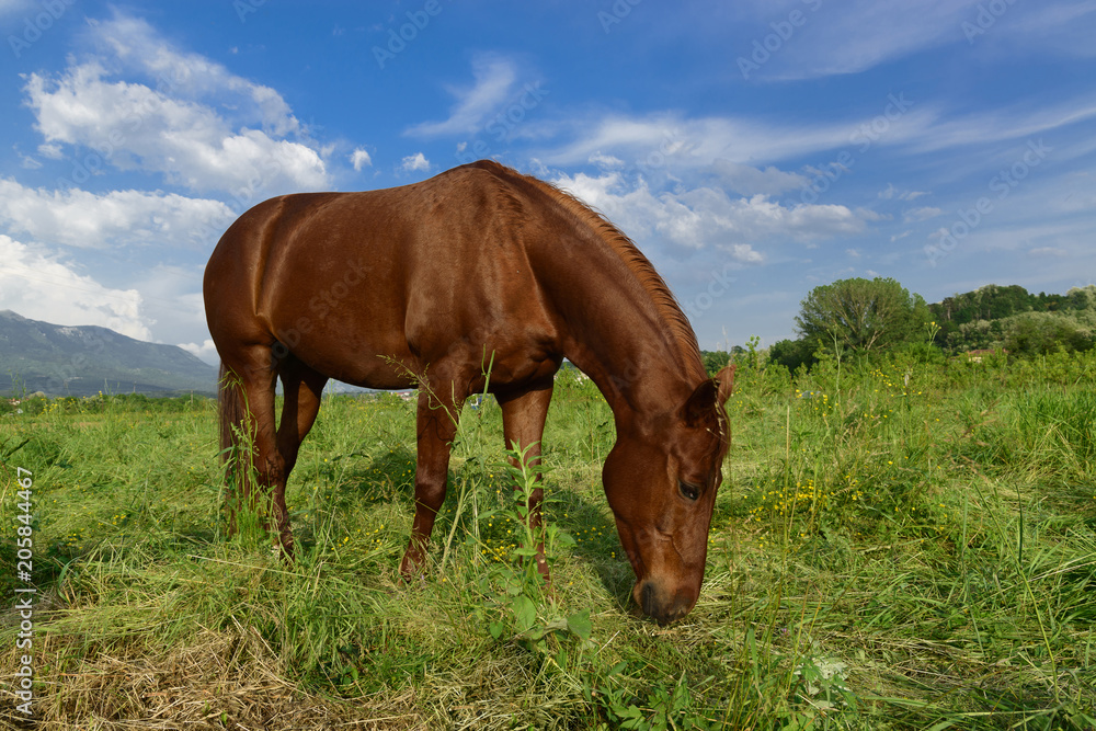 Grazing brown horse on a green grassy meadow in Slovenia Grazing brown horse on a green grassy meadow in Slovenia