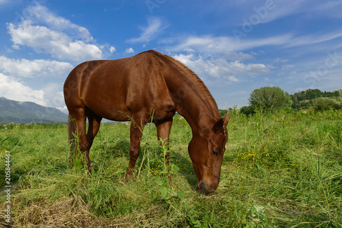 Grazing brown horse on a green grassy meadow in Slovenia