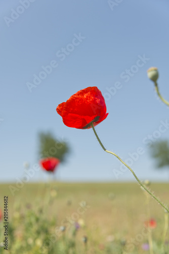 Poppy flower with blur background field of poppies vertical